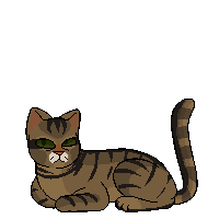 Black Stripe